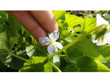 ������ ����������� Freckles