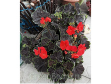 ���������� F1 ������ ������, ���� �� ��������� � �����. ����� ������.jpg