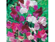 ������� ��������� �������.jpg