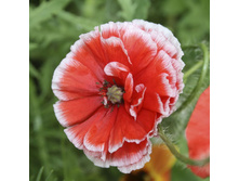 ��� ��������� �������� ����. ���� �� ��������� � �����4.jpg