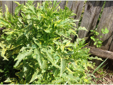 ������ ������ �������