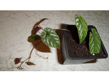 ������ ������������. Cissus discolor - 180- 200  ���.