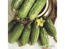 ������ ��������� �������� 10 ���. (0,5 ��.).jpeg