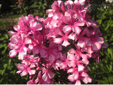 ���� ����