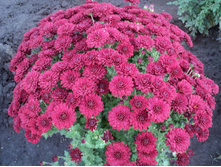 �������� ����� ������� ����� 2-3 �� ������ 35-40 �� �������� ������ ��������