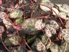 ��������� ����(�������������)