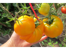 ����� �����3.jpeg