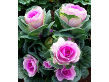 ������� ������������ F1 �������..jpg