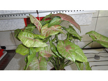 ��������� ��������