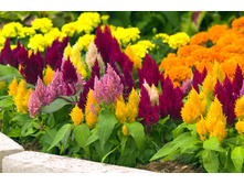 ������� ������, �����2.jpg