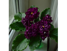 ���� �������(���� ����).jpg