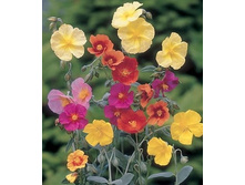 ���������� (�����).jpg