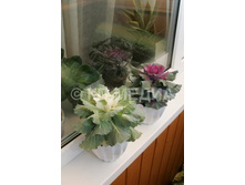 ������� ������������ �� �����������.jpg