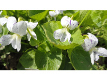 ������ ����������� Freckles