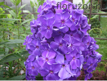 ������ �����