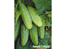 ������ F1 �������� 12,90 ���. (12 ��.).jpeg