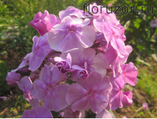 ����� ����