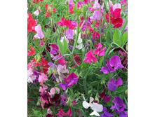 ������� ��������� �������2.jpg