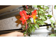 ������ � ���� ����