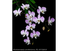 E4e8a491505f83c2d7d74d083e7239dc--phalaenopsis-orchids.jpg