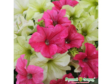 �.������� ���� � ������� ����� ���. ����.jpeg