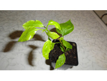 ����������� Turkish Delight-  250 - 300 ���.