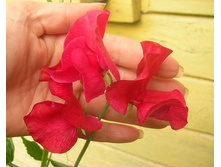 ������� �������� ������� ������,.jpg