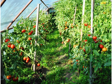 ����� ������� ������ ��������� ����������� ���. ����2.jpg