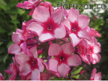 ��� ��������� (Red Caribbean)