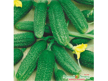 ������ F1 ���-����� 10 ���. (10 ��.).jpeg