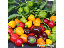 ����� ������� F1 ��������, �����. ���. ����.jpeg