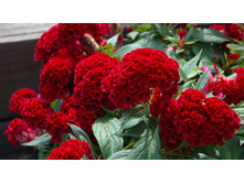 ������� �������� ������.jpg