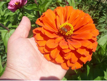 ������ ������� ������,.jpg