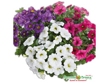 ���������� F1 �������, ����� 75 ���. (6 ��.).jpeg