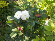 ����� ������ (�)