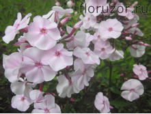 ����� ������