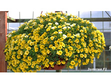 ���������� F1 �������.jpg