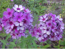 ������ ���