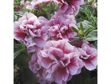 ������� ��� ��������� ������� F1 �������� ������ �����