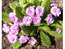 ������� F1 ����, �������� ���� �� ���������4.jpg