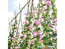 ������ ���������.jpg