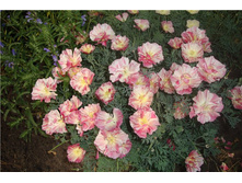 ��������� � ����. ���. ����4.jpg