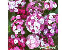 �������� F1 ������� �����, ����� 30 ���. (5 ��.). ����������� ��������� �� ����� 5