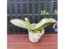 P.stuartiana v.nobilis 2.jpg