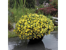 ���������� F1 �������3.jpg