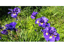 ���� ��������� ������ �������