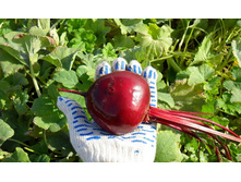 ������ F1 ����� ���. ����.jpg