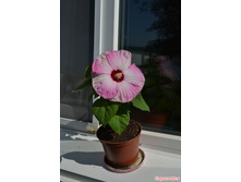 �������� ��. ����7. ����� ������ �� ���������.jpg