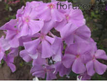 ������, �������