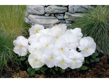 ����� ����������2.jpg